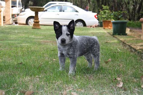 Size: medium - female <strong>Australian Cattle Dog</strong> about 43 to 48 cm at the shoulder. . Blue heeler for sale near me